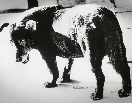 Daido Moriyama, ‘Stray Dog, Misawa, Aomori’, 1971