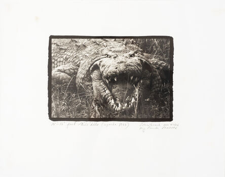 Peter Beard, ‘Large Mugger Crocodile, Circa 15 - 16 Feet, Uganda’, 1999