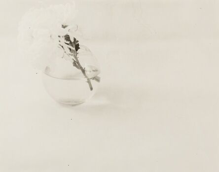 Jefferson Hayman, ‘Untitled (White Flowers)’