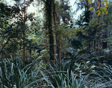 Thomas Struth, ‘Paradise 7, Daintree, Australia’, 1998