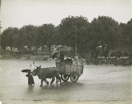 Ormond Gigli, ‘Oxen in the Rain, Portugal, Barcellos’, 1952