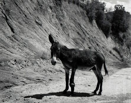 Taiyo Onorato & Nico Krebs, ‘One Ear Donkey’, 2013