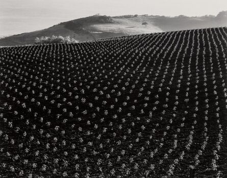 Edward Weston, ‘Tomato Field’, 1937