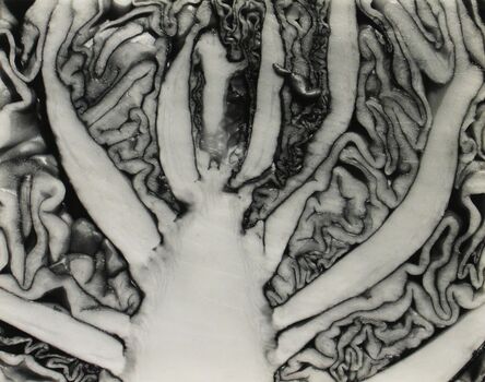 Edward Weston, ‘Red Cabbage Halved’, 1930