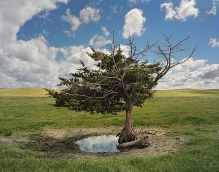 Andrew Moore, ‘Homesteaders Tree, Cherry County, Nebraska’, 2011