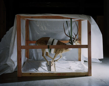 Richard Barnes, ‘Smithsonian, Suspended Deer’, 2005