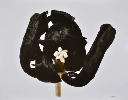 Denis Brihat, ‘Tulipe Noire’, 1977 printed 2001