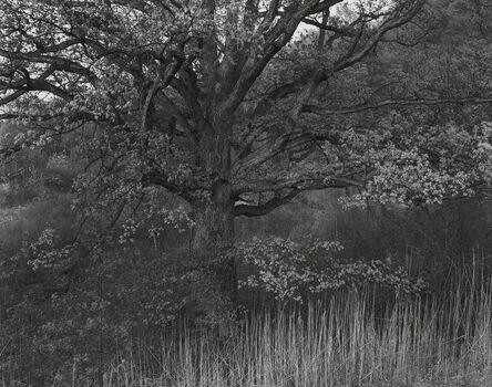 George Tice, ‘Oak Tree, Holmdel, NJ’, 1970