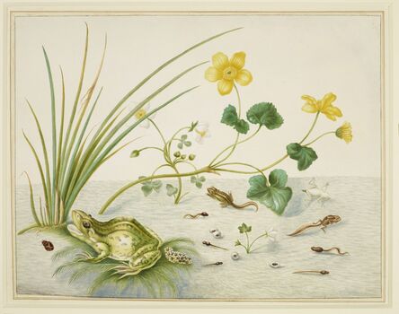 Maria Sibylla Merian, ‘Marsh Marigold with the life stages of a frog’, 1705-1710