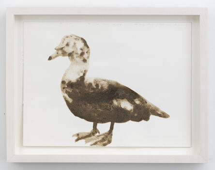 Alexis Rockman, ‘Muscovy Duck’, 2014