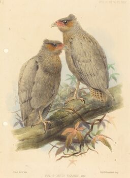 J. Smit, ‘Polyborus Tharus, Var.’