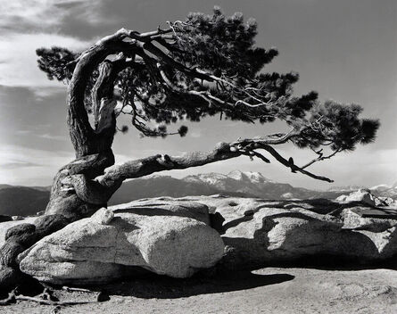 Ansel Adams, ‘Jeffrey Pine, Sentinel Dome, Yosemite’, 1940