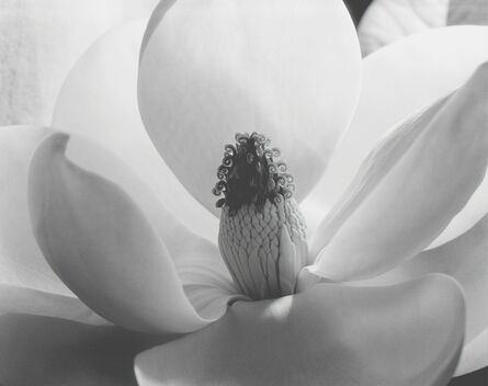 Imogen Cunningham, ‘Magnolia Blossom’, 1925
