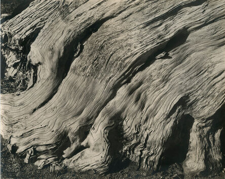 Edward Weston, ‘Monterey Cypress’, ca. 1929