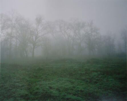 Maureen Drennan, ‘Wall of Trees’, 2009