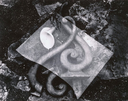 Edward Weston, ‘Rubbish Pile - and Lily’, 1939