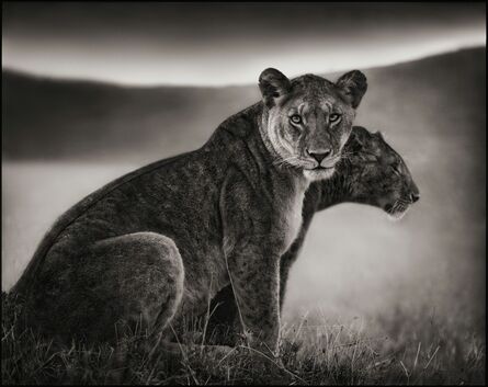 Nick Brandt, ‘Sitting Lionesses, Serengeti 2002’, 2002