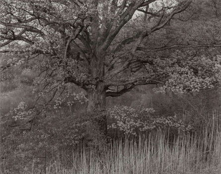 George Tice, ‘Oak Tree, Holmdel, New Jersey’, 1970-printed 1980