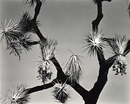Brett Weston, ‘Joshua Tree, California’, 1942