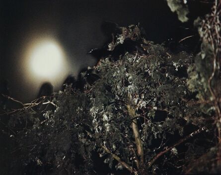 Masahisa Fukase, ‘Untitled, from Ravens’, ca. 1984