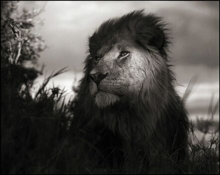 Nick Brandt, ‘Lion in Shaft of Light, Maasai Mara, 2012’, 2012
