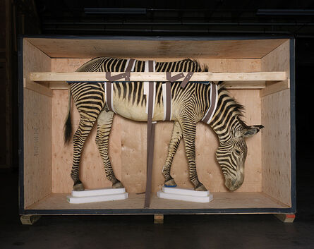 Richard Barnes, ‘Smithsonian Zebra from Animal Logic ’, 2005