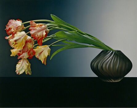 Robert Mapplethorpe, ‘Parrot Tulips’, 1988