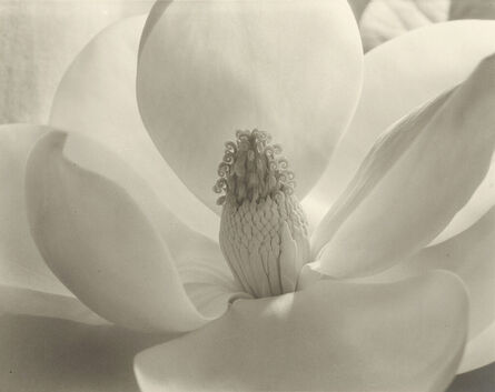 Imogen Cunningham, ‘Magnolia Blossom’, 1929
