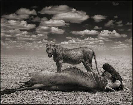 Nick Brandt, ‘Lioness & Wildebeest, Amboseli, 2012’, 2012