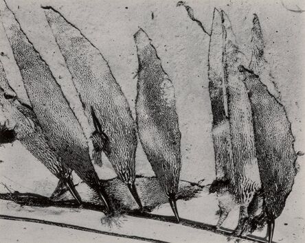 Edward Weston, ‘Seaweed, Carmel’, 1930