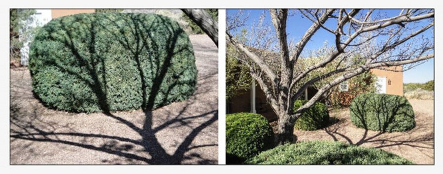 Shadowy Bush