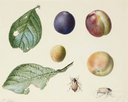 Pancrace Bessa, ‘Two plum tree leaves, four different types of plums, two beetles, with a subsidiary study of a third one’