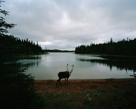 Eamon Mac Mahon, ‘Woodland Caribou’, 2011