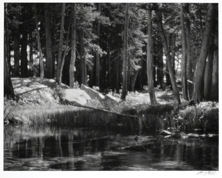 Ansel Adams, ‘Lodgepole Pines, Lyell Fork of the Merced River, Yosemite National Park, California’, 1921