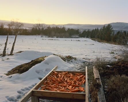 Trent Davis Bailey, ‘Carrots, Hotchkiss, Colorado’, 2015