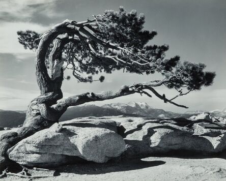 Ansel Adams, ‘Jeffrey Pine, Sentinel Dome, Yosemite National Park, California’, 1940