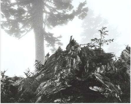 Ansel Adams, ‘Tree, stump and mist, Northern Cascades, Washington’, 1958