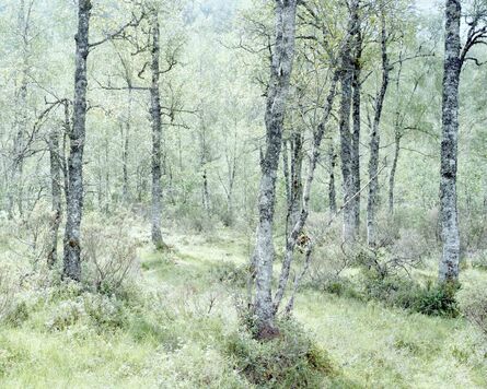 Juliane Eirich, ‘Forest’, 2014