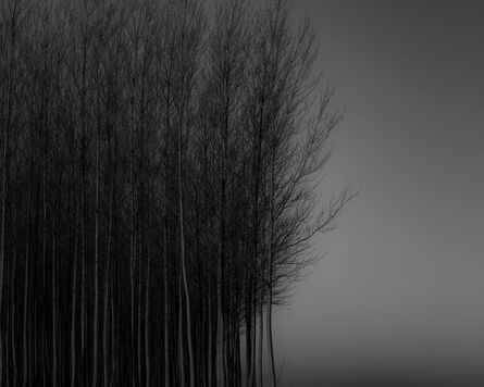 Jeffrey Conley, ‘Clustered Trees, Pre Dawn, Oregon’, 2016