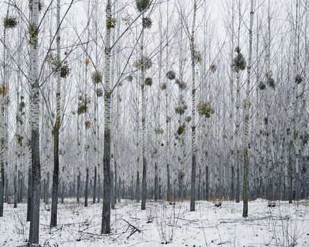 Tamas Dezso, ‘Forest with Mistletoe (near Oradea, West Romania)’, 2014