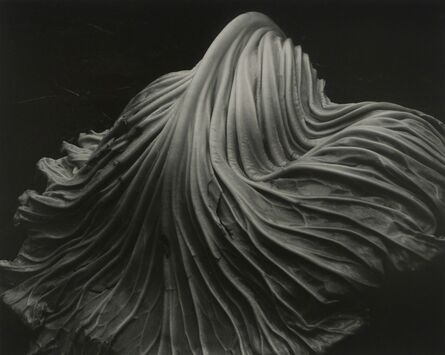 Edward Weston, ‘Cabbage Leaf’, 1931