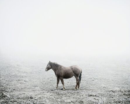 Tamas Dezso, ‘Cart Horse (near Silvasu de Sus, West Romania), 2011, from the series Notes for an Epilogue’, 2011