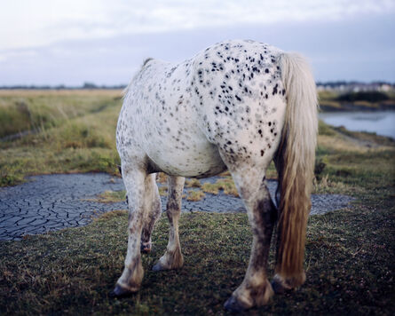 Robin Friend, ‘Horse, New Forest’, 2009