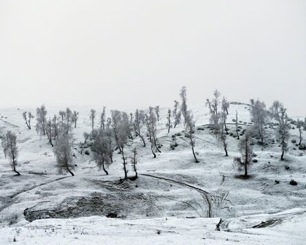 Tamas Dezso, ‘Trees (Suceava, North Romania), 2012, from the series Notes for an Epilogue’, 2012