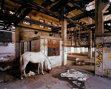 Thomas Jorion, ‘"Mirage" Slaughterhouse, Casablanca Morocco’, 2014