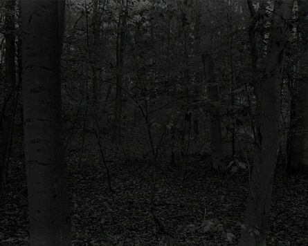 Dawoud Bey, ‘Night Coming Tenderly, Black: Untitled #15 (Forest with Small Trees)’, 2017