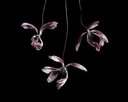 Brigitte Lustenberger, ‘Flowers XXIII’, 2014