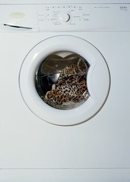 João Maria Gusmão & Pedro Paiva, ‘Washing Machine with Leopard’, 2013