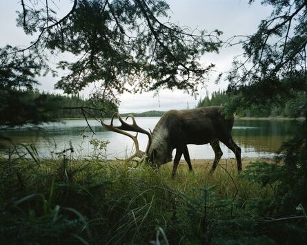 Eamon Mac Mahon, ‘Woodland Caribou 2, Slate Islands’, 2011
