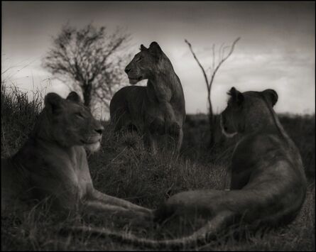 Nick Brandt, ‘Lion Circle, Serengeti, 2012’, 2012